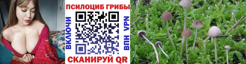 Купить закладки  Котельниково  Псилоцибиновые грибы Psilocybe 